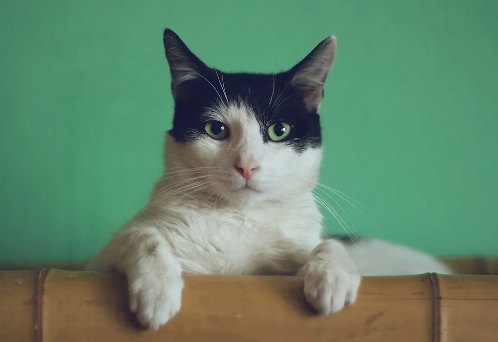Gato olhando para a câmera
