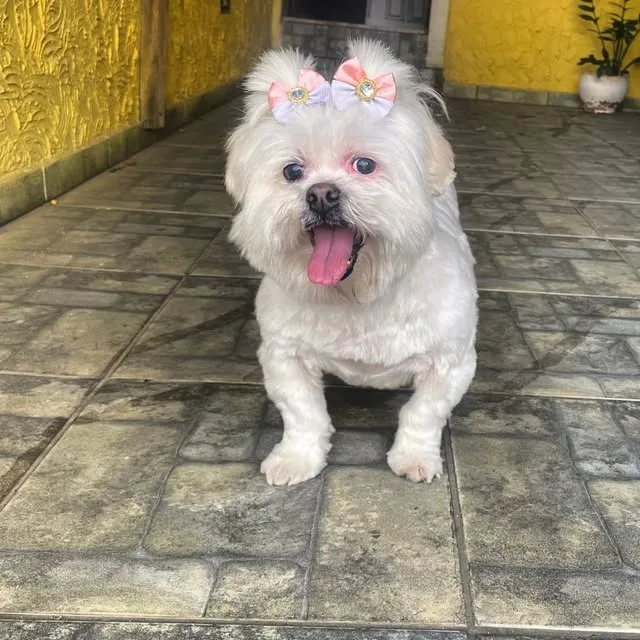 Cachorrinha Lilly com lacinhos depois do banho