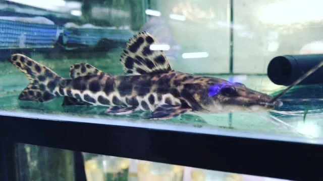 Peixe pintado no aquário