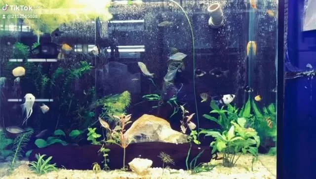 Aquários plantados na loja
