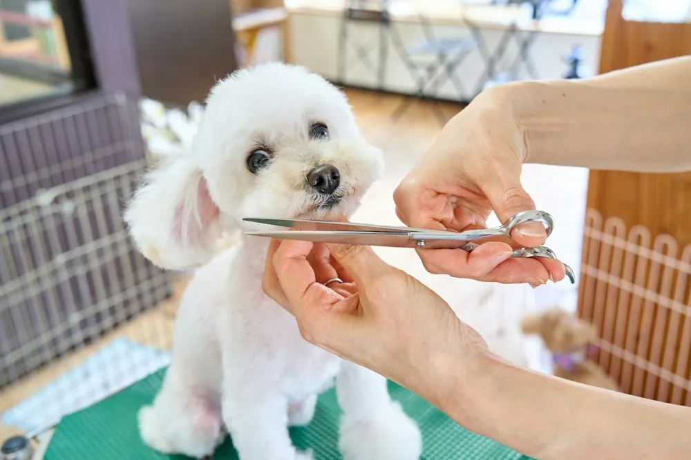 Poodle branco sendo tosado na tesoura