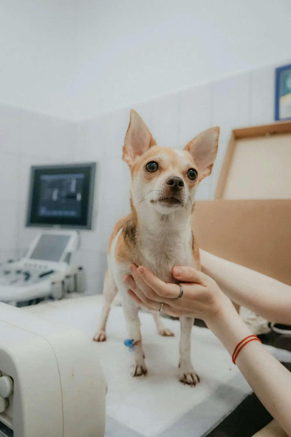 Cachorro sendo examinado em consultório veterinário
